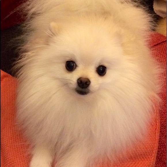 Meet your Posher, Arabella - Picture 1 of 8